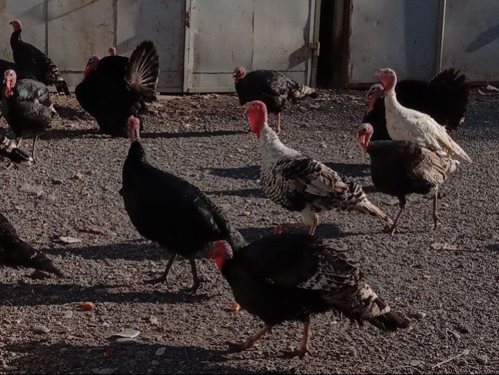 Продам молодых индюков порода хорошая израильская кормили всем натурал