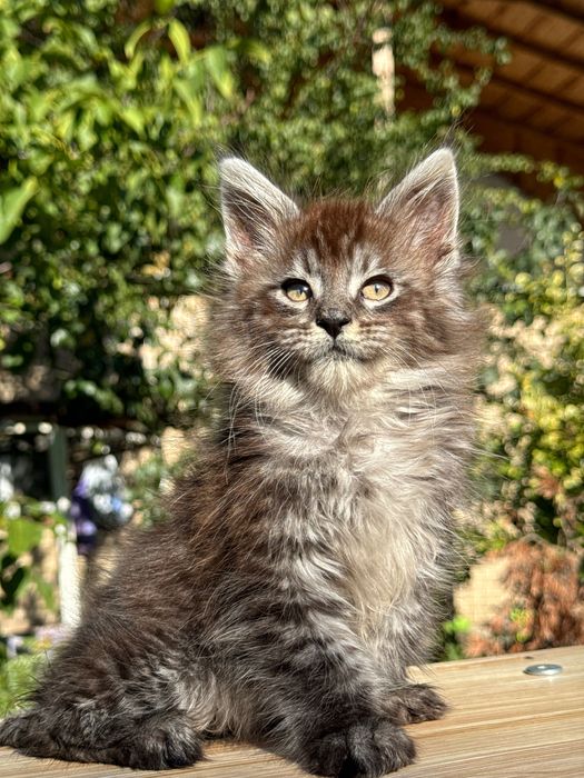 Мейн Куун Maine coon предлага котенца шоу-клас