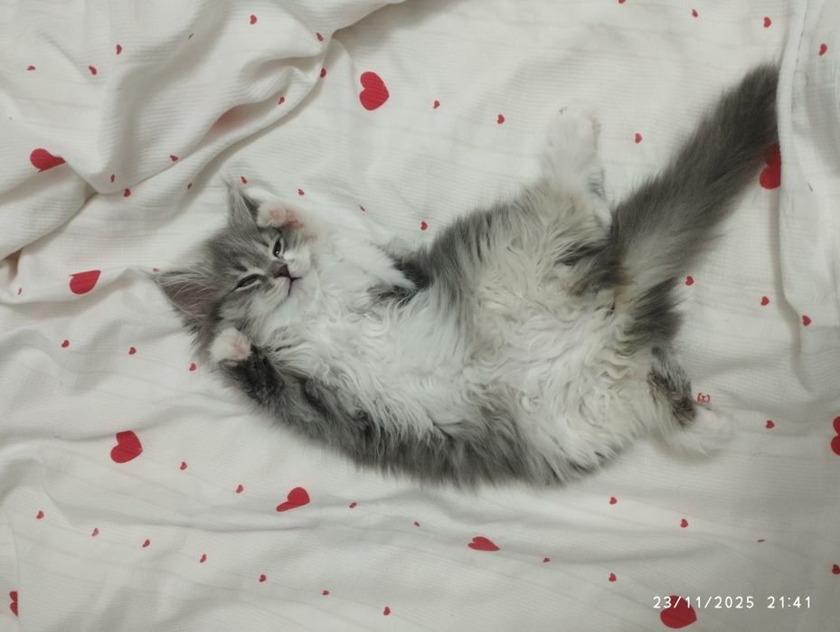 Mushukcha zudlik bilan sotiladi