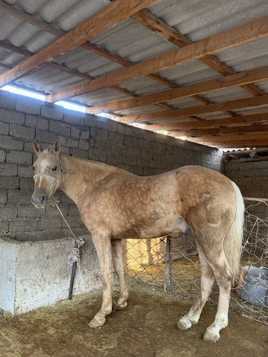 Тай сатылады таза каны кордайдан келген жасы коктемде 3 ке толады