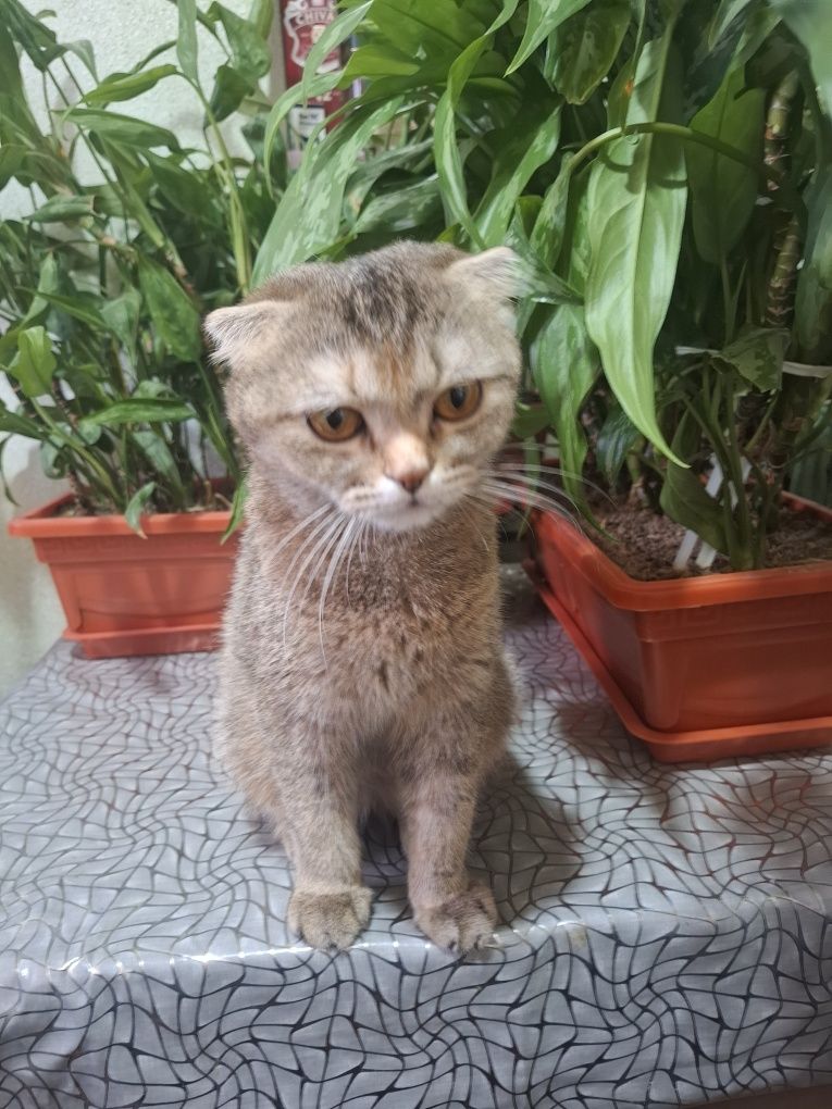 Скотиш шиншила !