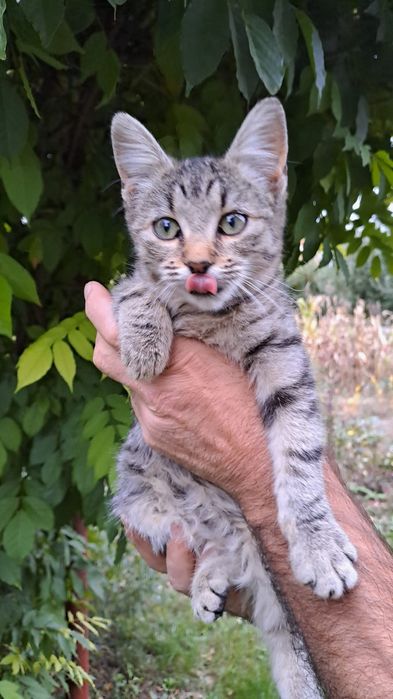 5 pui pisica, pt adoptie