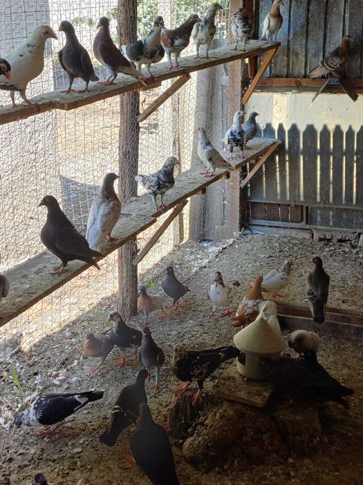 Porumbeii vuiajorii disponibilii.