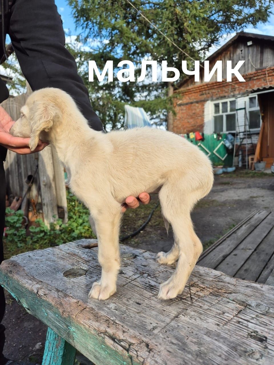 Щенки Тазы чистокровные