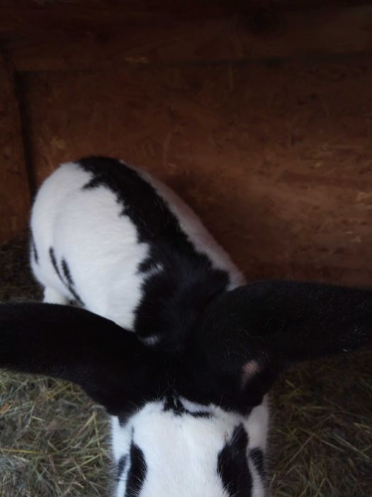 Vind mascul fluture german