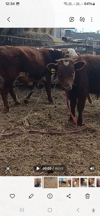 Бір жастағы баспақ ақ бас еркек