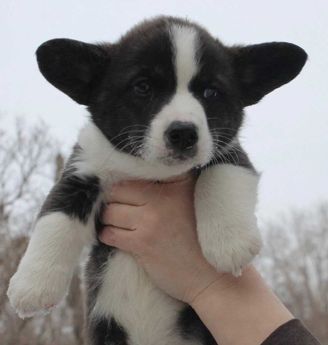 Вельш Корги Кардиган щенки