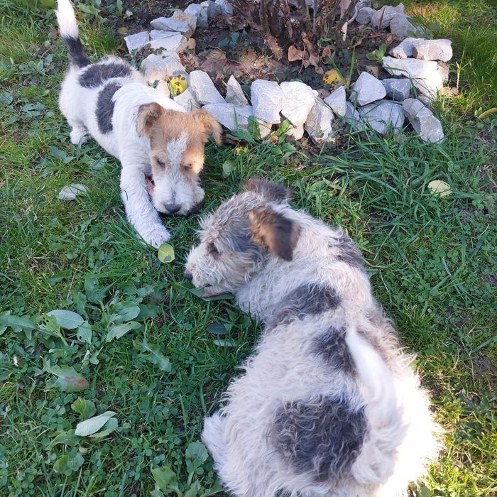 Se ofera spre vanzare