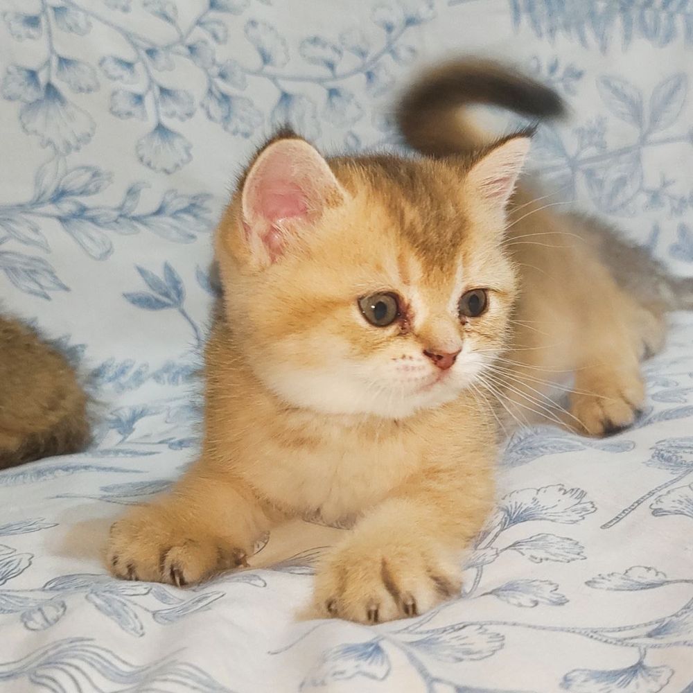 Котята породы золотистая шиншилла
