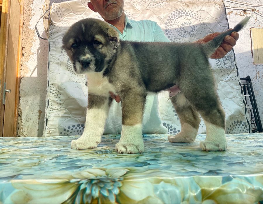 Щенок Алабая ( Супер Гигант ) чистокровный