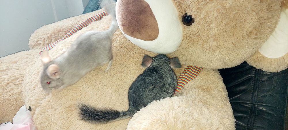 Vând pui de chinchilla, chinchila, sinsila