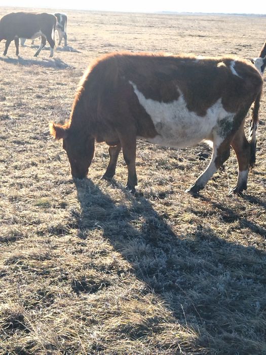 Сыир сатылады 10 бас Продам Коров 10голов