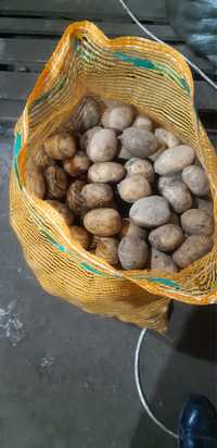 семена картошки