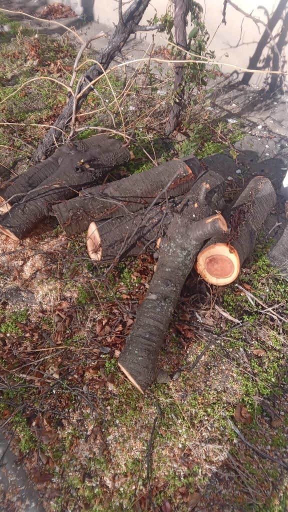 Taiere/Cosmetizare/Fasonare Arbori Periculoși Ieftin.