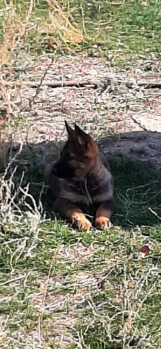 Питомник  немецких  овчарок