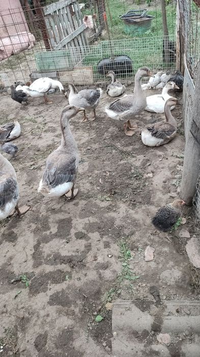 Vând gâște 150 de lei bucata