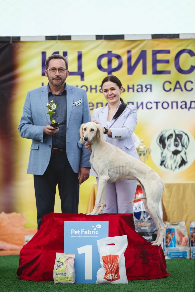 Профессиональный хендлер. Выставка собак.