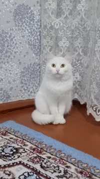 Бронь котят турецкая ангора