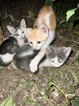 Ofer spre adoptie pisici