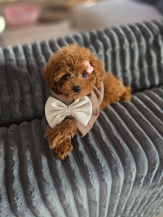 Пудел тийкъп /момиче/с документ за произход