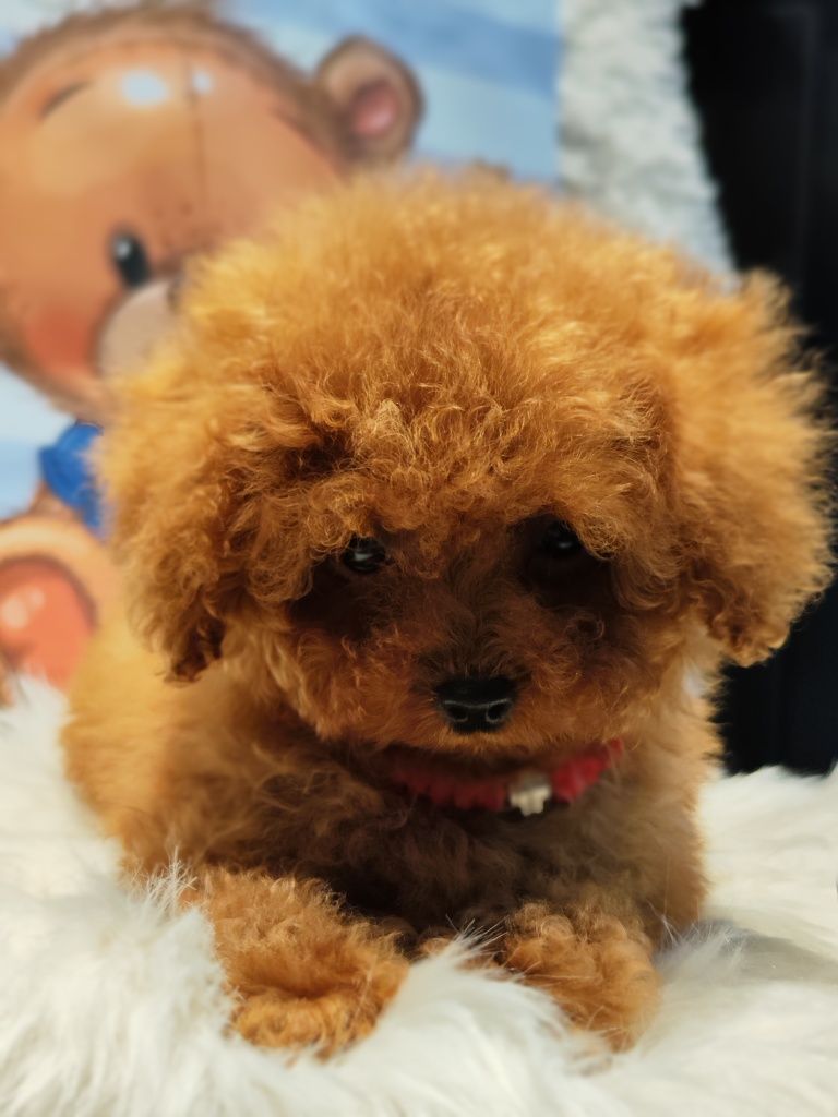 Пудел Той  / Toy poodle   Родословни