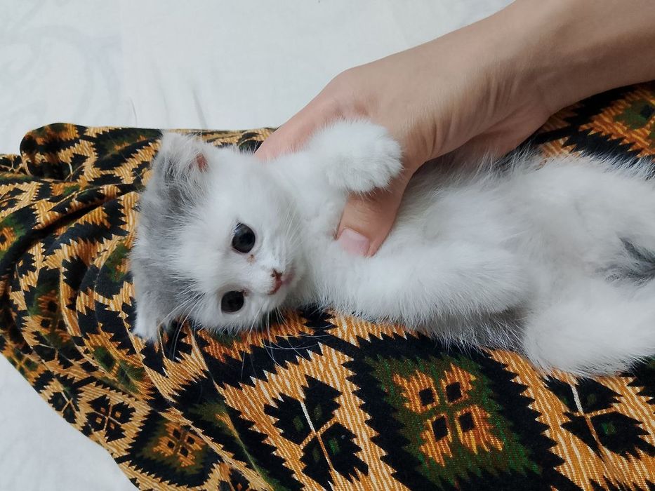 Uy mushuklari bor