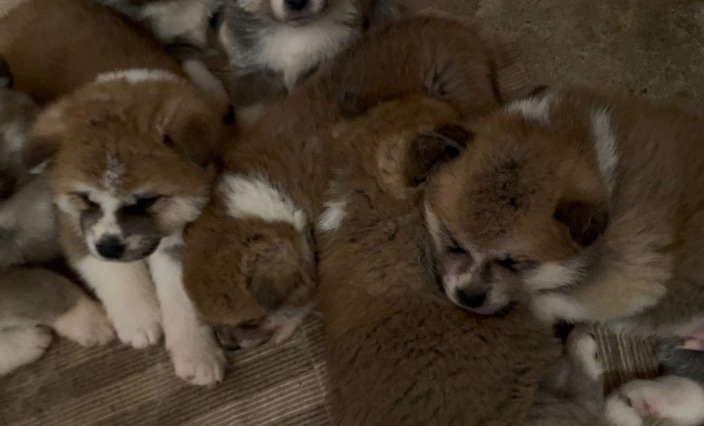 Akita Inu cu pedigree – Cuibul „I” | Tată import Japonia