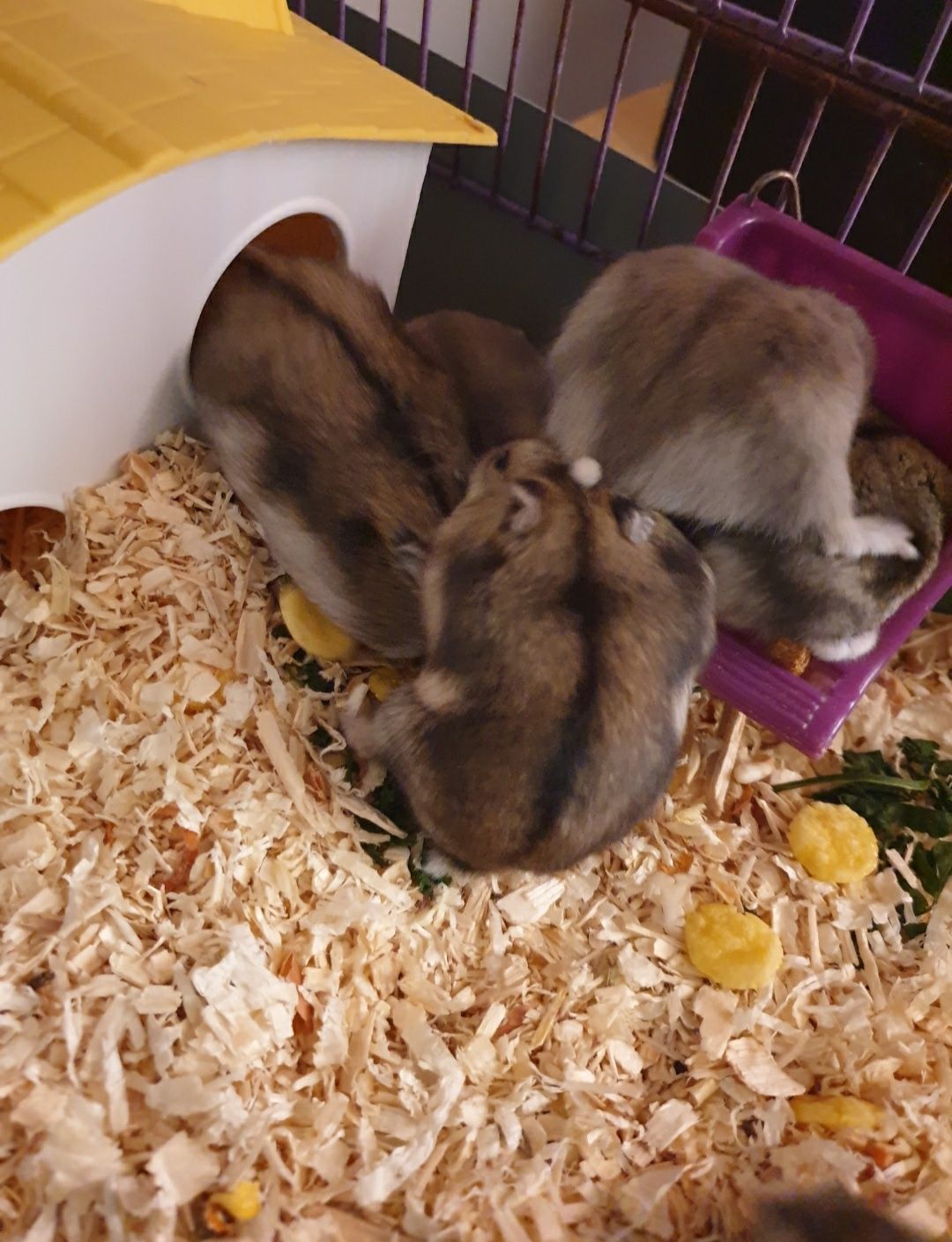 Hamsteri mici și drăgălași