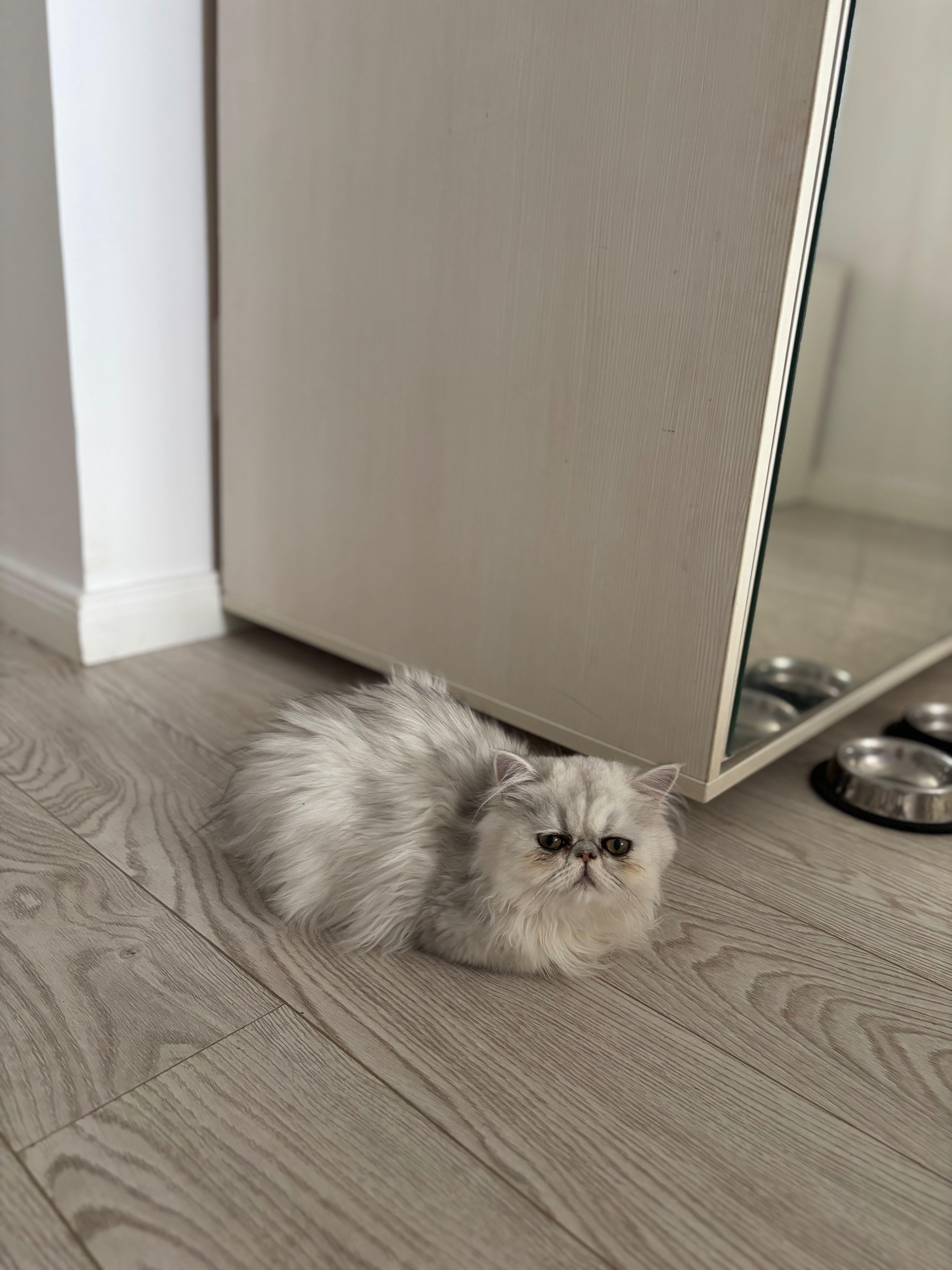 Pisică persană chinchilla cu pedigree