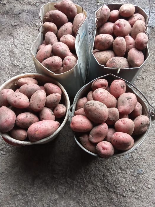 Продам картошку, красную, крупную, ровную.