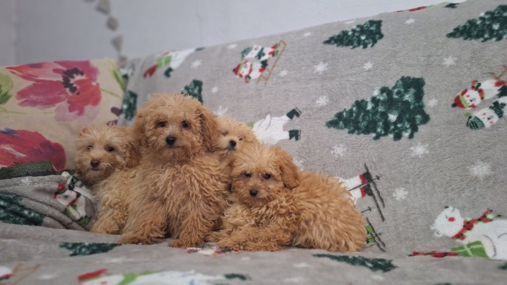 Пудел Той пуделчета момичета