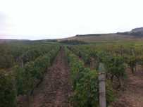 Vie arenda in Husi