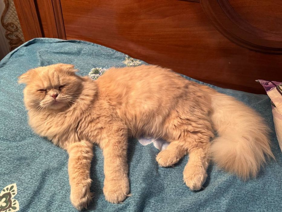 Scottish fold longhair