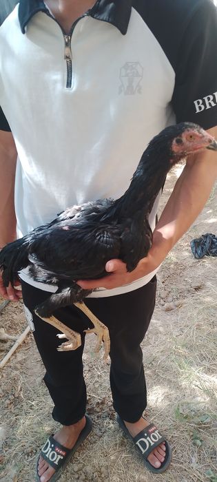 Dakan joja 3 oyli narxi kelishamiz