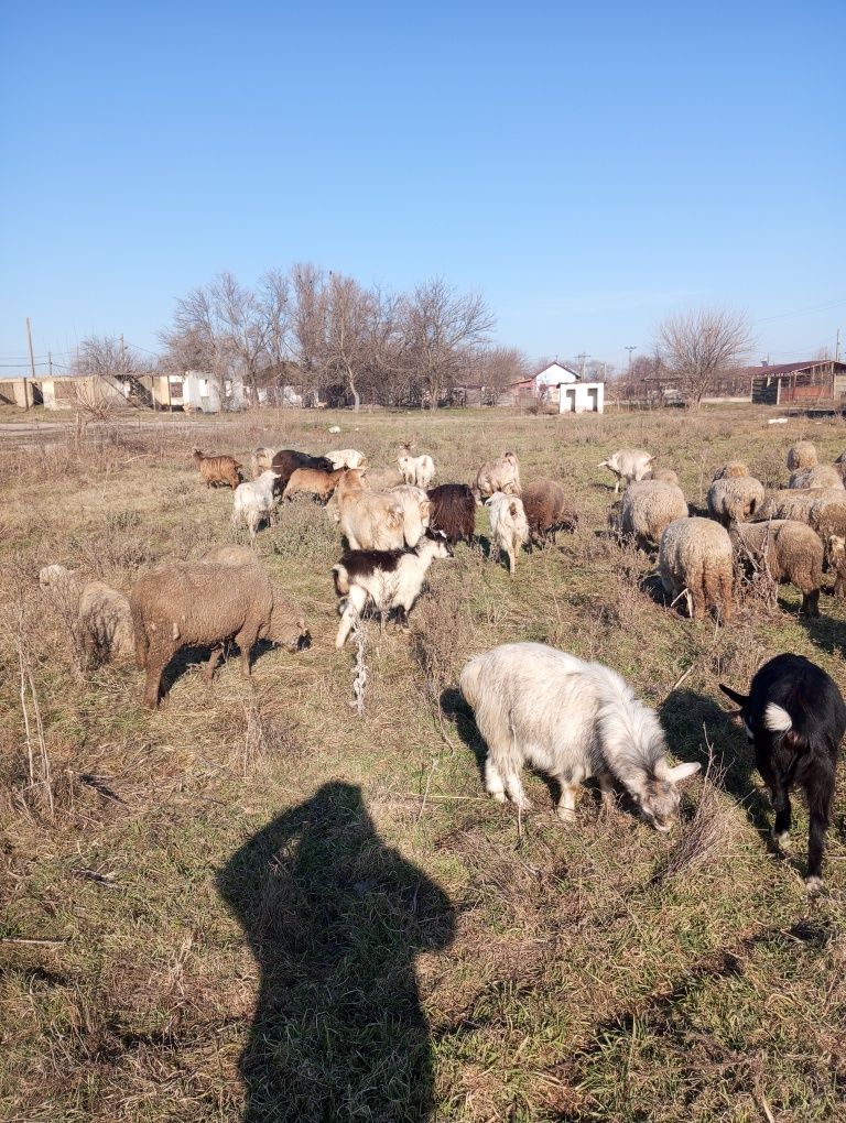 Vad oi și capre la prima fătare