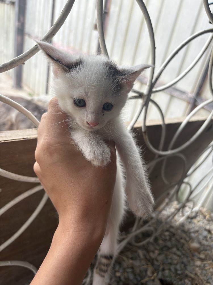 Отдам котят в хорошие руки