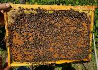 40 Familii de albine si 40 de roiuri