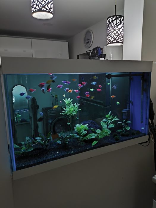 Acvariu cu Tetra zone glow fish. Complet. 250 l