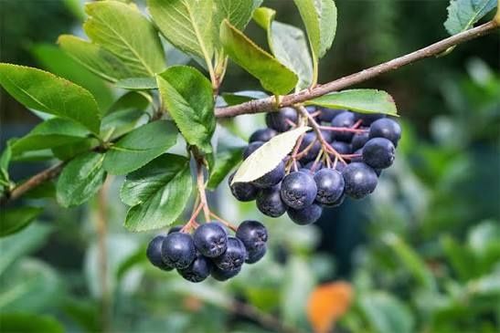 Mesteacan alb.Afin canadian Amalanchier Aronia.Castan.Tei.Soc.Corn.>RO