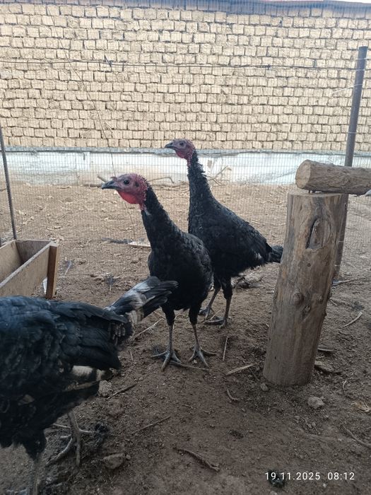 Jaydari  kurkalar sotiladi.