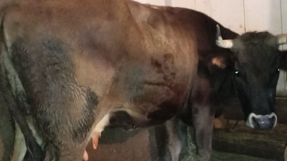 Vând vacă tânără cu lapte și gestantă