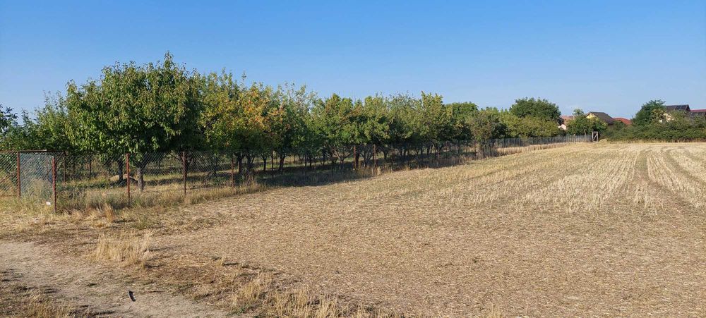 Teren intravilan in Sag jud.Timis