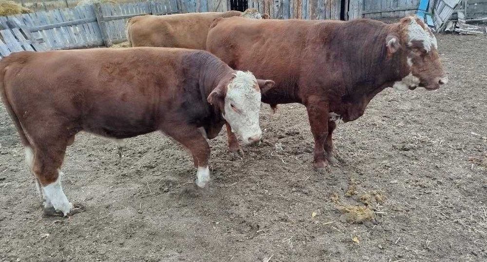 Продам бычки годовалых, на согым