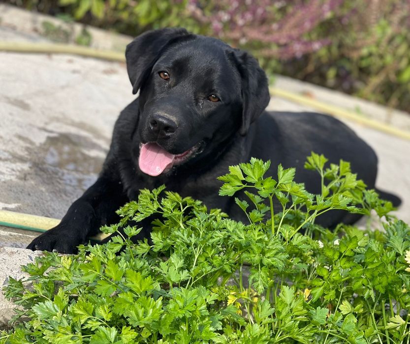 Лабрадор хороший собака