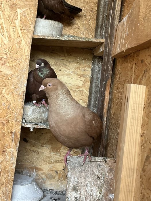 Vand Jucatori de Galati