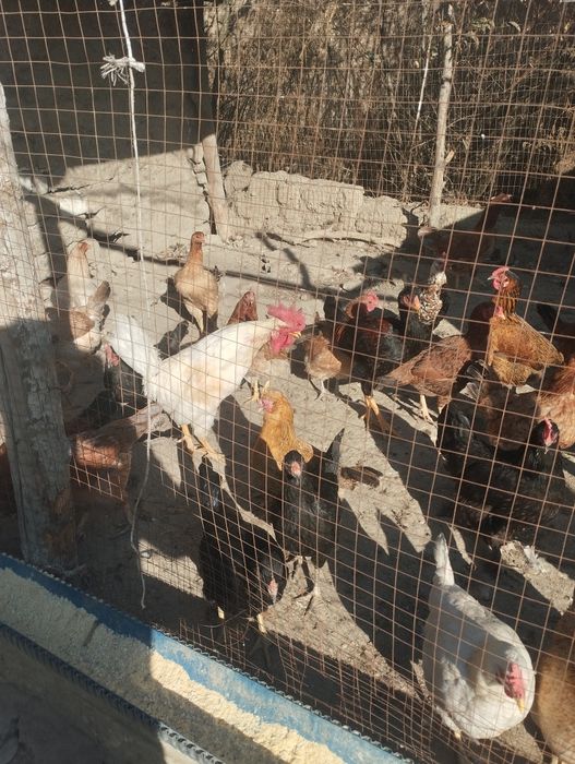 Damashni tovuq sotiladi