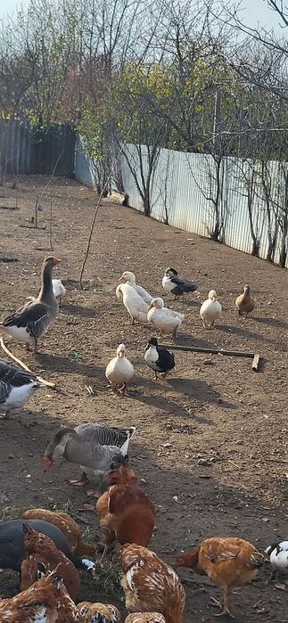 Vând gâște si rete de carne