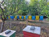 Пчелни отводки система Дадан Блат