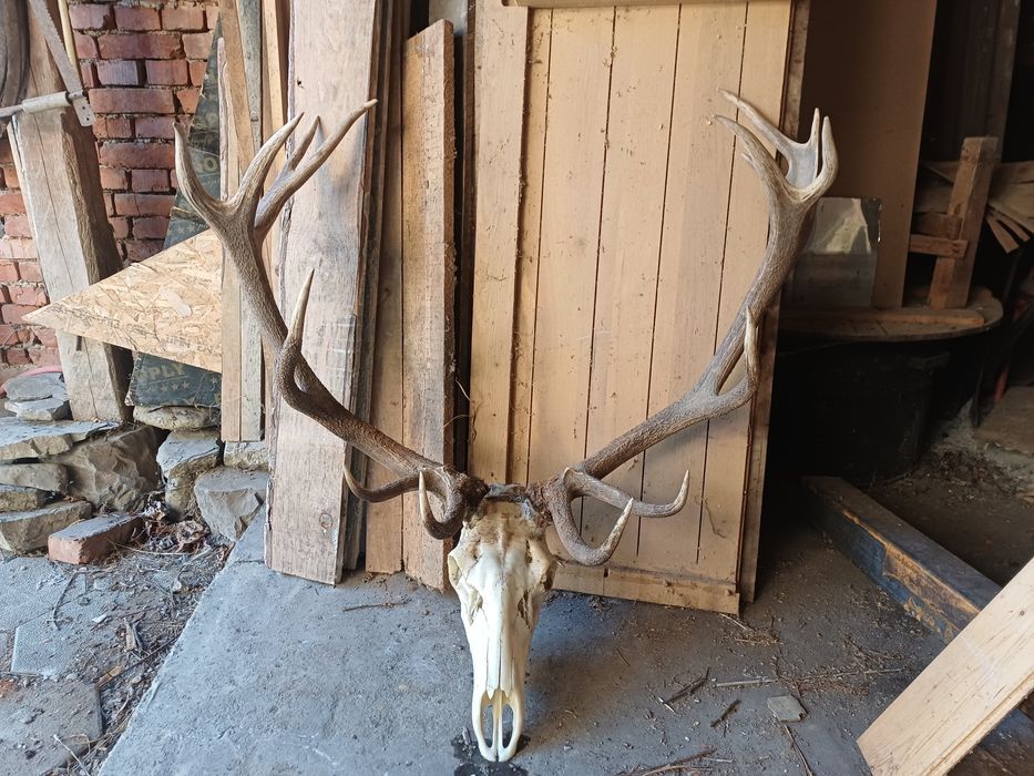 Продавам Трофей от благороден елен