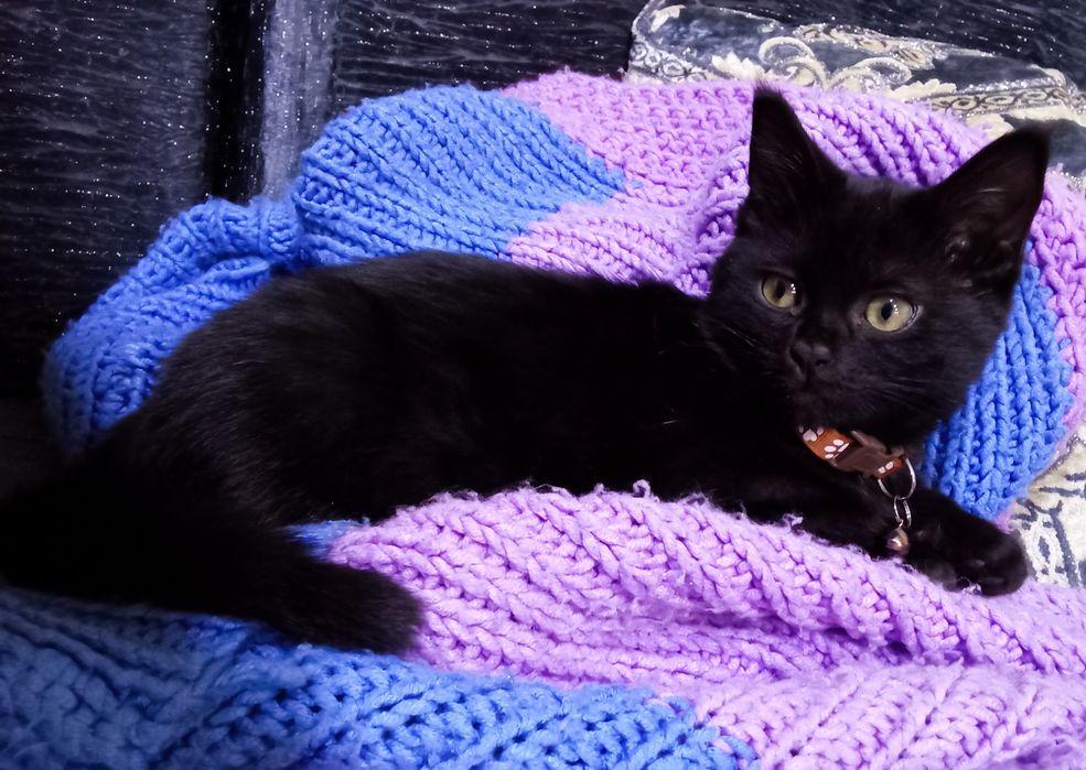 Отдам даром котенка